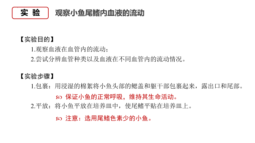 4.4.2血流的管道——血管课件(共12张PPT+内嵌视频1个) 人教版生物七年级下册