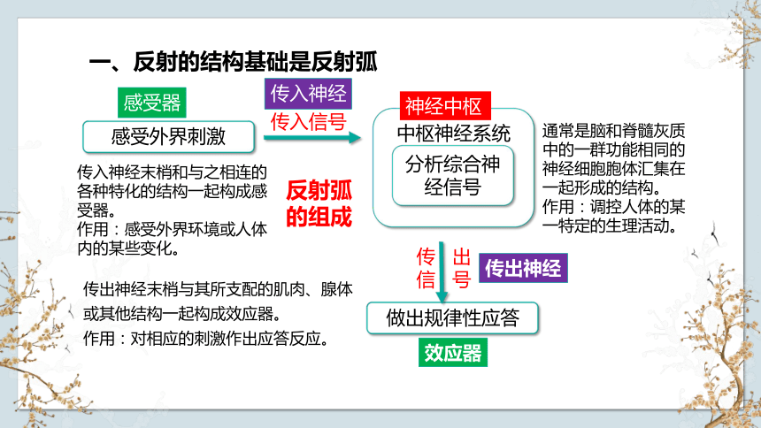 1.1 神经调节（第4课时）（共19张PPT1个视频）-高二生物(苏教版2019选择性必修1)