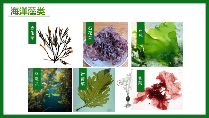 【核心素养目标】3.1.1《藻类、苔藓和蕨类植物》课件(共33张PPT)