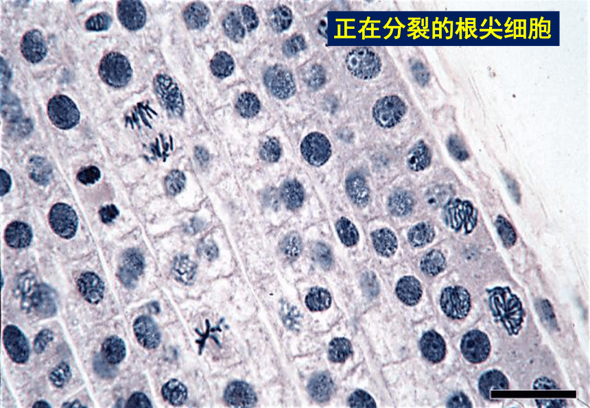 1.2细胞的多样性和统一性(课件共40张PPT)