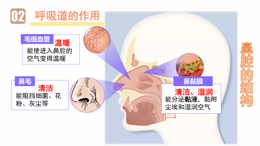 4.3.1呼吸道对空气的处理课件 (共32张PPT+内嵌视频1个)人教版生物七年级下册
