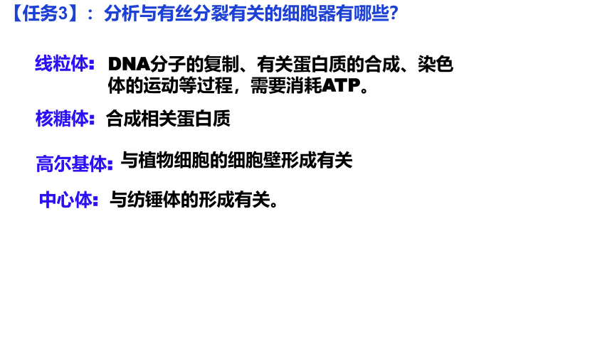 6.1 细胞的增殖  （第2课时）(共20张PPT)课件 2023—2024学年高一上学期生物人教版必修1