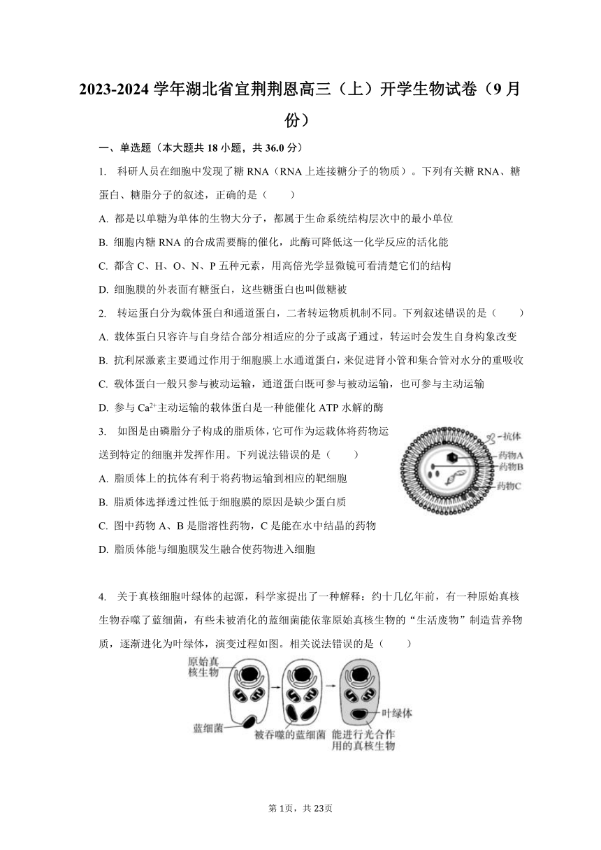 2023-2024学年湖北省宜荆荆恩高三（上）开学生物试卷（9月份）（含解析）