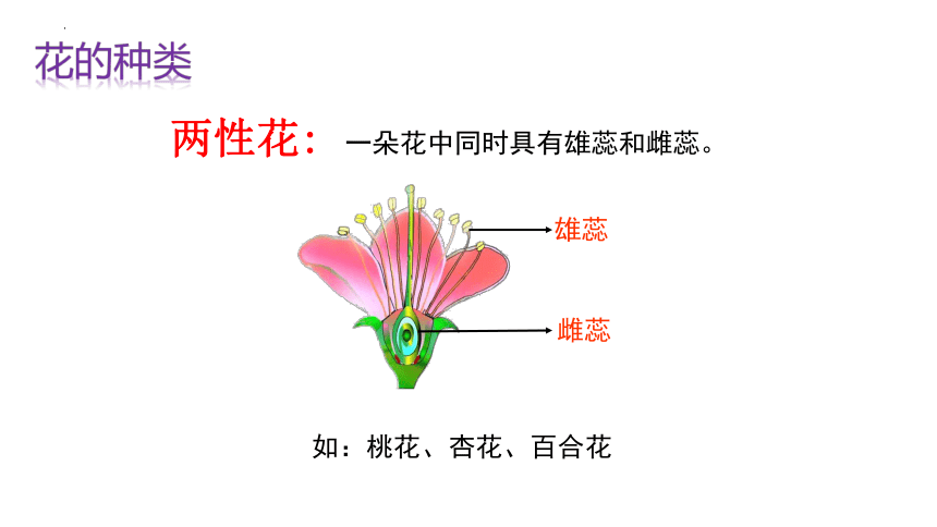 第六章第3节生殖器官的生长 2023-2024学年七年级上册生物同步精品课件（北师大版）(共33张PPT)+动画素材