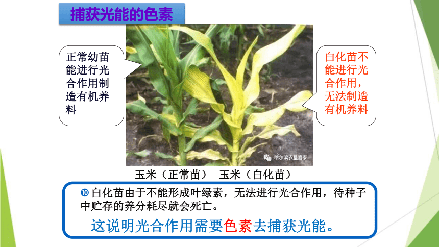 5.4 光合作用与能量转化课件(共51张PPT)2023-2024学年高一上学期生物人教版必修1