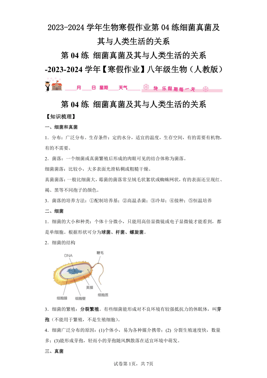 第04练细菌真菌及其与人类生活的关系 2023-2024学年生物人教版八年级寒假作业（含解析）