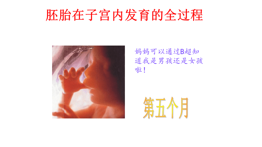 浙教版科学七下 1.1新生命的诞生(2)（30页ppt）