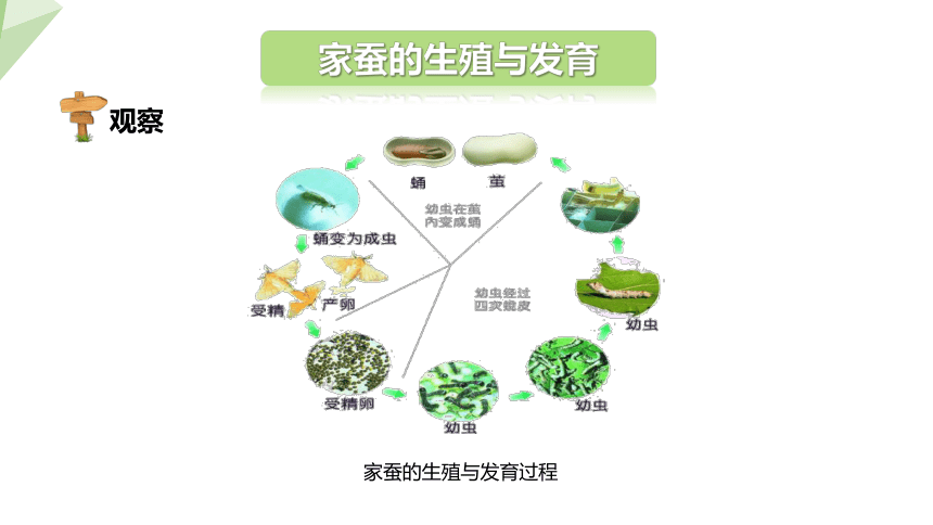 8.21.3 昆虫的生殖与发育 课件(共19张PPT) 2023-2024学年初中生物苏教版八年级下册