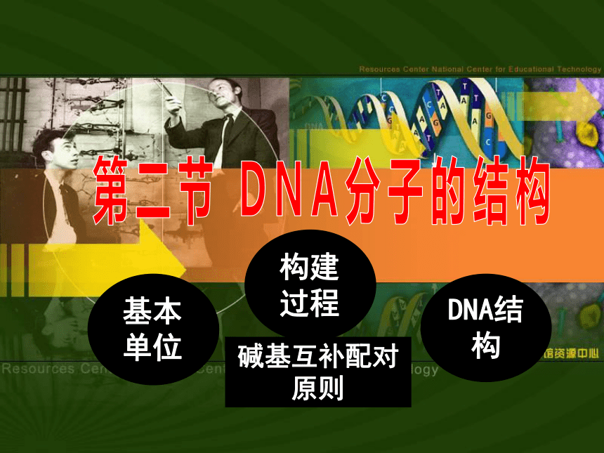 3.2 DNA分子的结构 课件(共37张PPT)