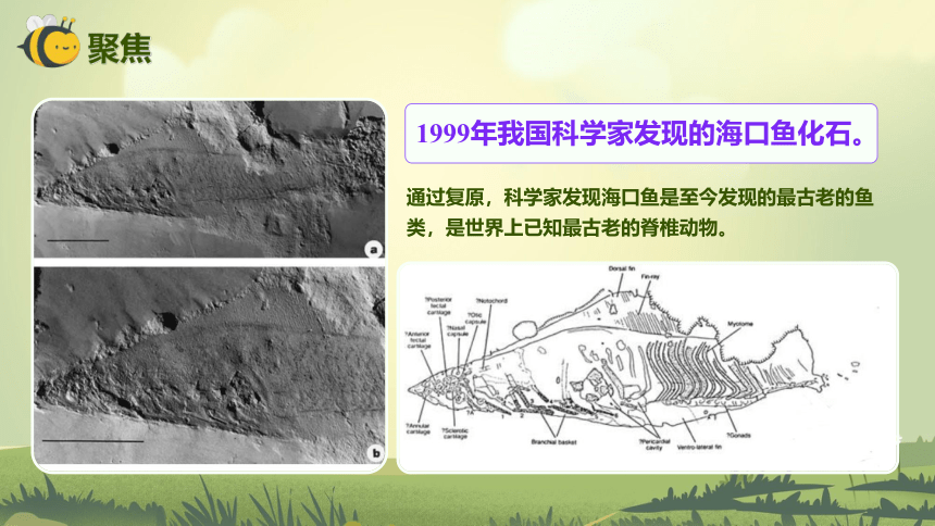 【新课标】2.6 古代生物的多样性 课件（23张PPT）