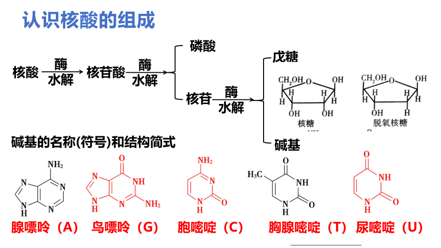 4.3 核酸（课件）(共22张PPT)-高二化学（人教版2019选择性必修3）
