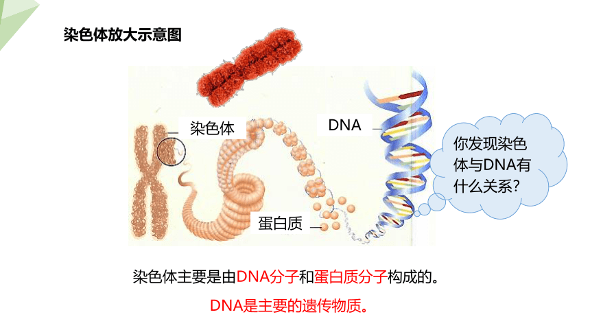 7.2.2 基因在亲子代间的传递 课件(共19张PPT)2023-2024学年初中生物人教版八年级下册