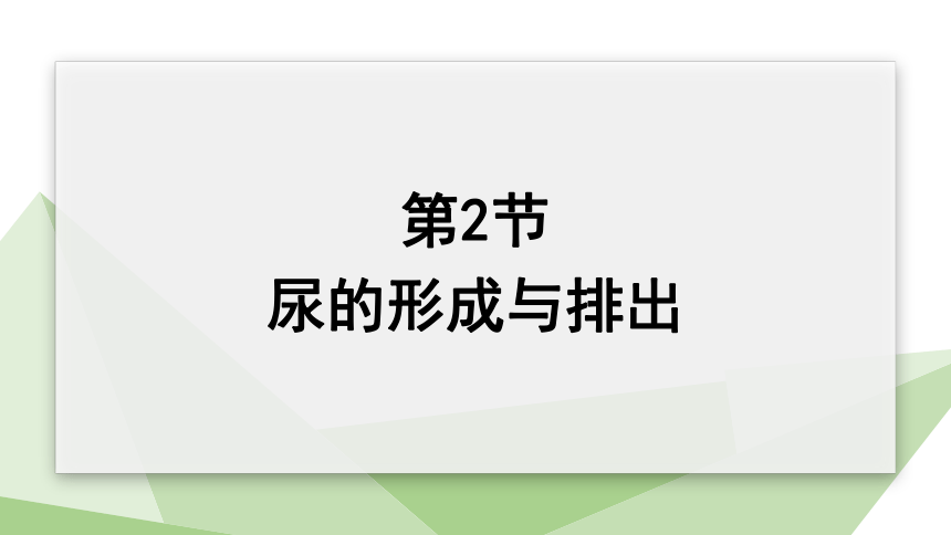 4.11.2 尿的形成与排出 课件（共24张PPT） 2023-2024学年初中生物北师版七年级下册