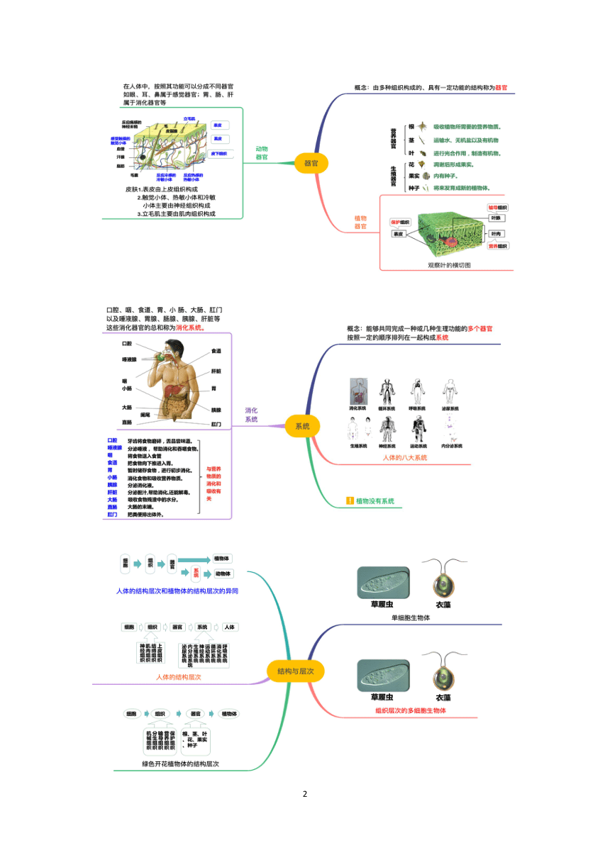 浙教版科学2023-2024学年上学期七年级“冲刺重高”讲义（九）：生物体的结构层次（含解析）