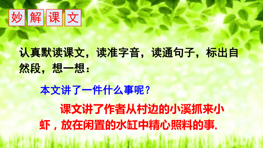 15.《小虾》课件(共24张PPT)