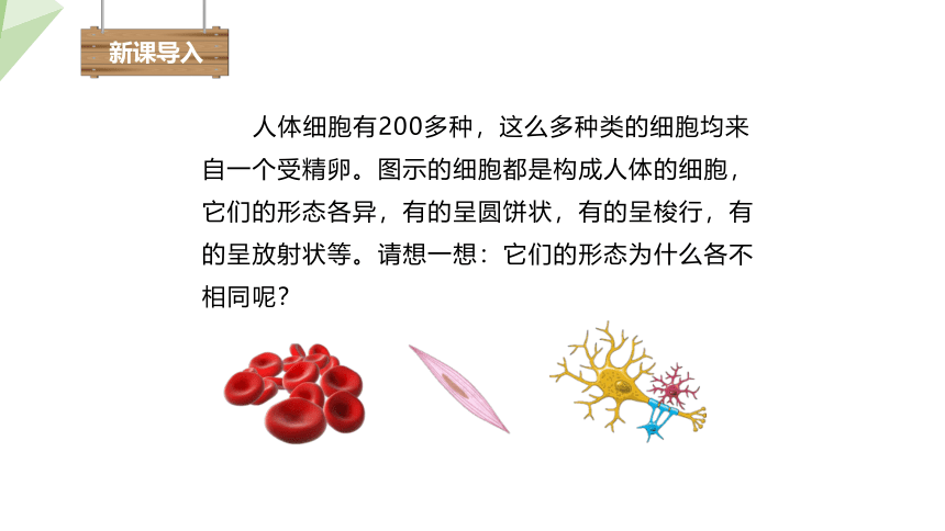 4.1  细胞分化形成组织 课件 (共18张PPT)2023-2024学年初中生物北师版七年级上册