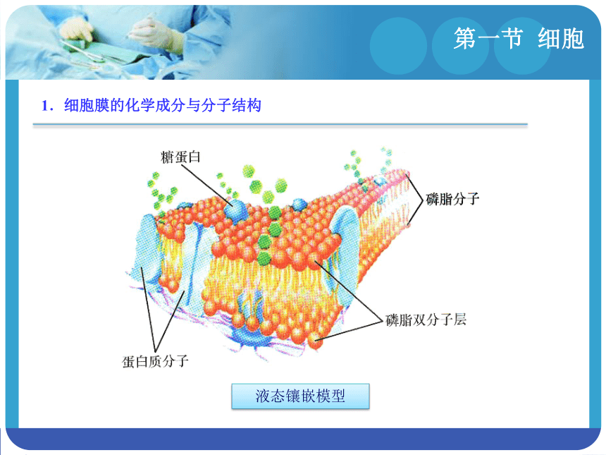 1.1细胞 课件(共23张PPT)-《解剖学基础》同步教学（江苏大学出版社）