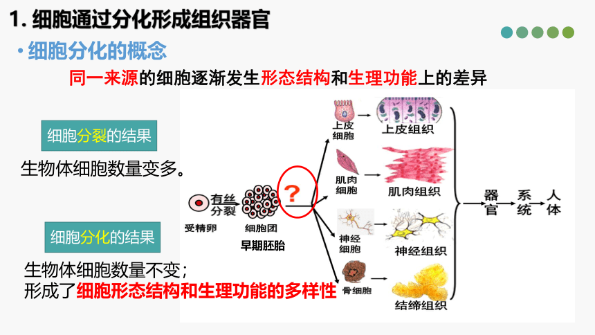 5.2 细胞通过分化形成多细胞(共18张PPT)生物体-高一生物学（沪科2020必修1）