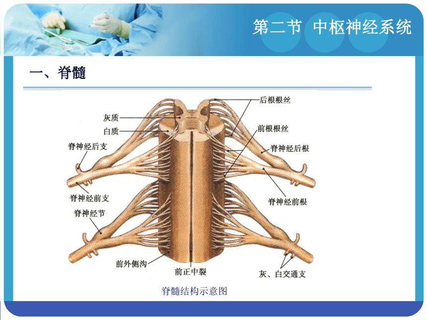 14.2中枢神经系统 课件(共153张PPT)-《解剖学基础》同步教学（江苏大学出版社）