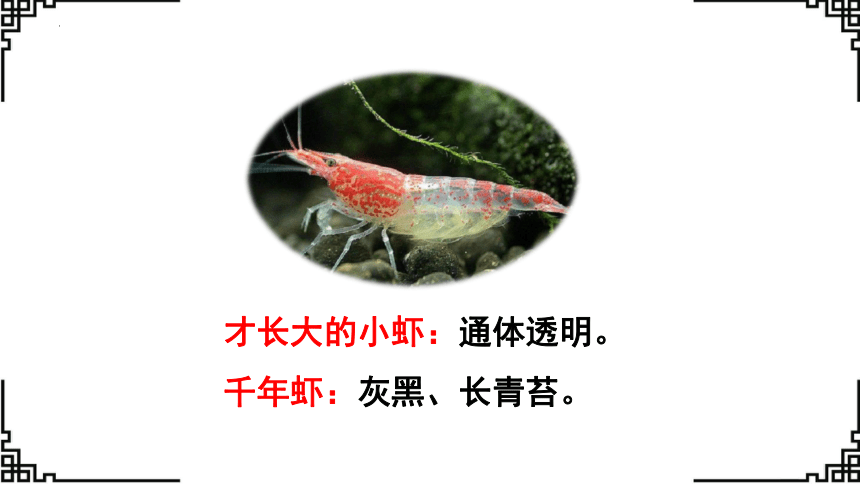 15.《小虾》课件(共24张PPT)