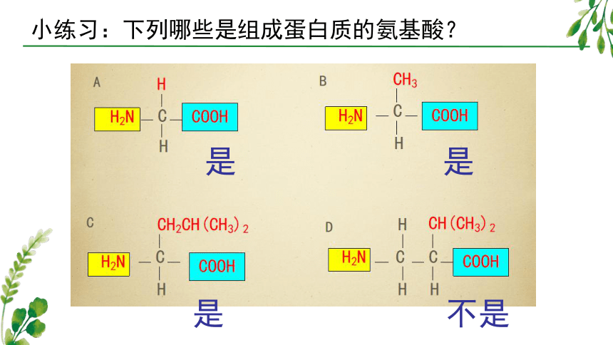 2.2 蛋白质和核酸是重要的生物大分子(共33张PPT)-高一生物学（沪科2020必修1）