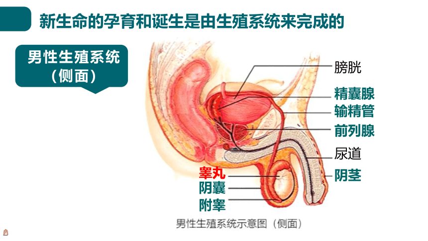 6.19.1人的生殖和发育课件(共24张PPT)2023--2024学年北师大版生物八年级上册