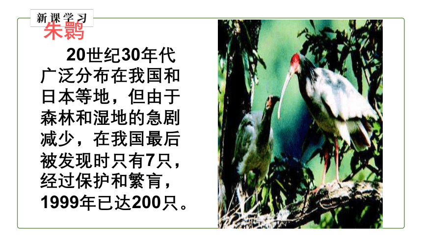 6.3 保护生物多样性课件（共31张PPT）人教版八年级生物上册