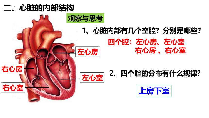 4.4.3  输送血液的泵——心脏（第1课时）课件-2023-2024学年人教版生物七年级下册(共18张PPT)