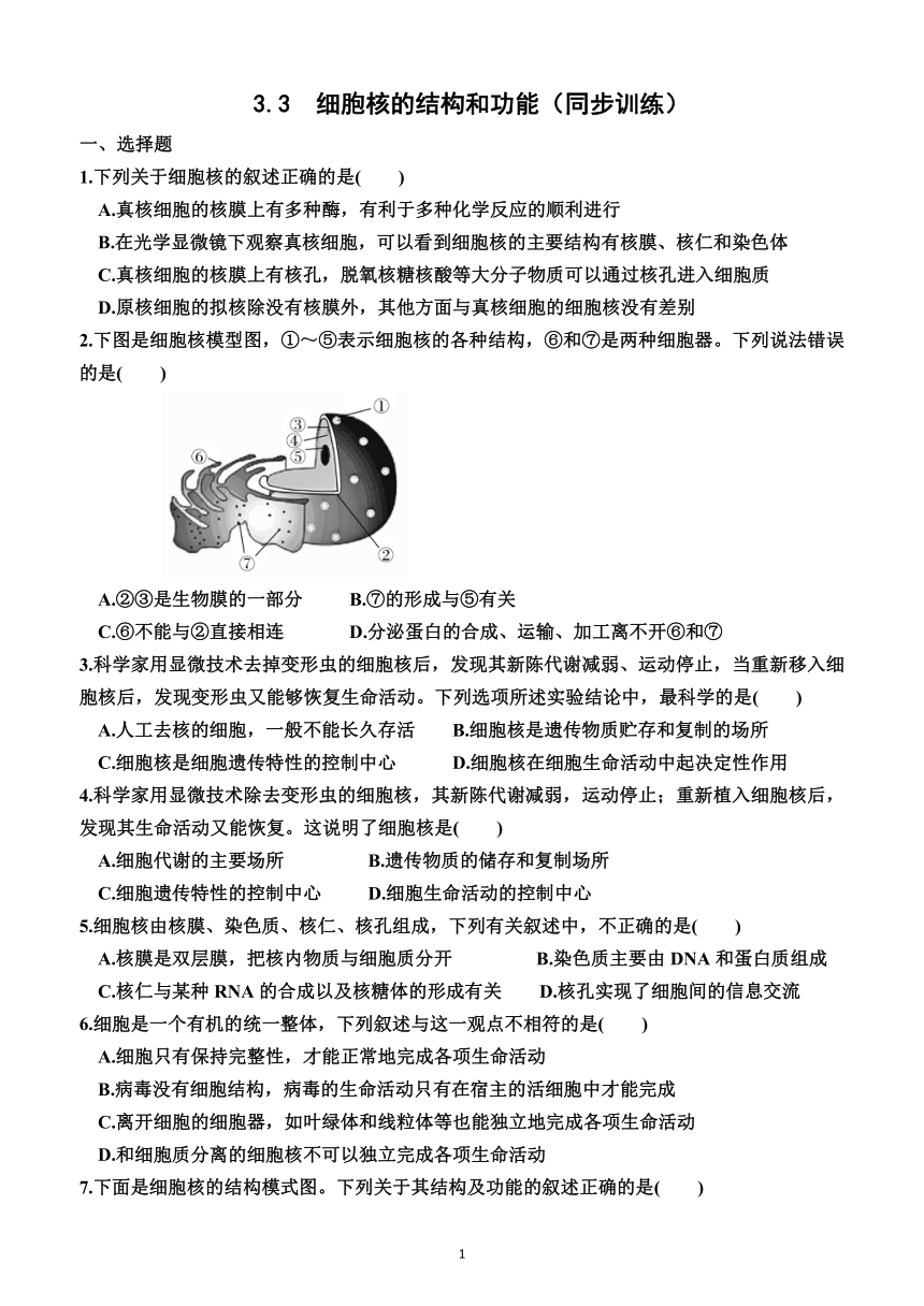 3.3  细胞核的结构和功能（同步训练）（附答案解析）——2023—2024学年人教版（2019）生物高一上学期必修1