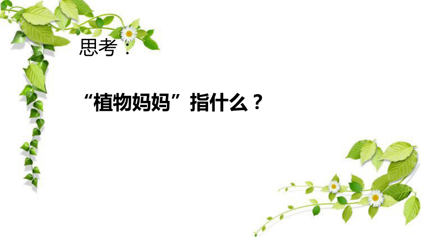 3 植物妈妈有办法 课件(共26张PPT)