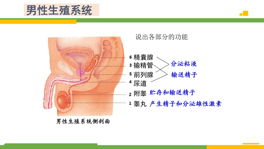 4.3.1 婴儿的诞生-2023-2024学年八年级生物上册同步精品课堂（济南版）(共25张PPT)