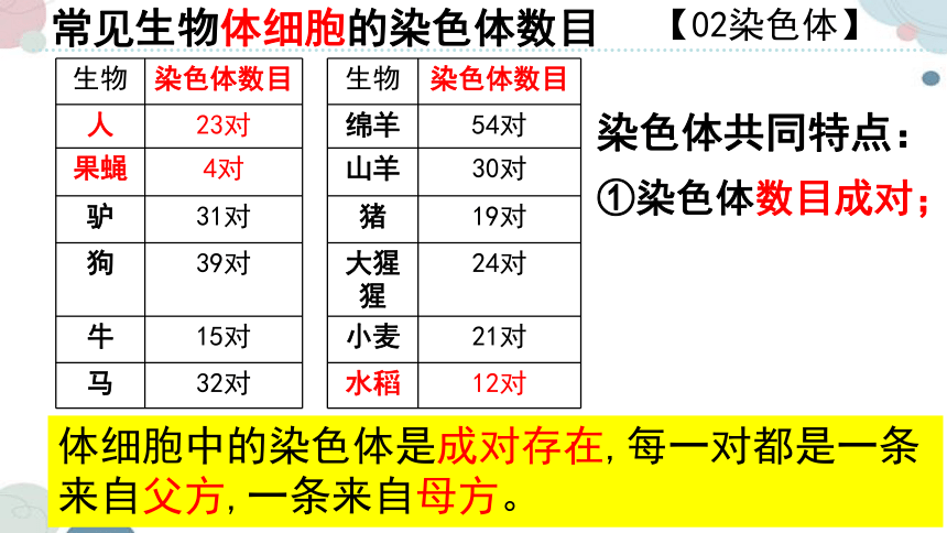 20.2 性状遗传的物质基础-2023-2024学年八年级生物上册同步教学课件（北师大版）(共33张PPT)