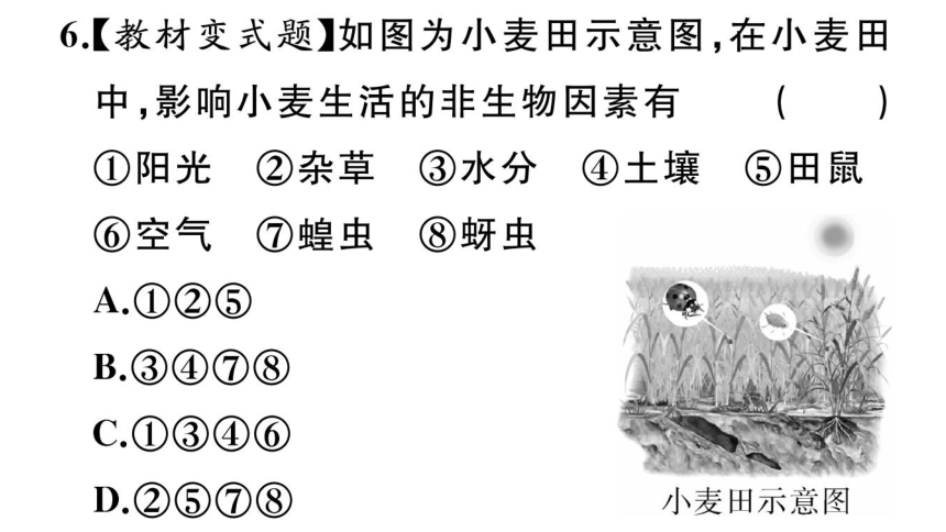 1.2.1生物与环境的关系习题课件(共38张PPT)