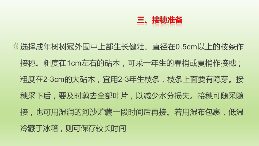 2.4.3杨梅掘接 课件(共15张PPT）-《果树生产技术》同步教学（中国农业出版社）