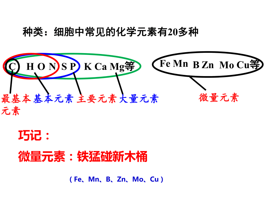 2.1细胞中的元素和化合物(课件共29张PPT)