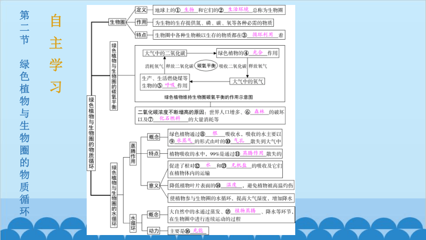 3.7.2 绿色植物与生物圈的物质循环课件(共13张PPT)苏教版生物七年级上册