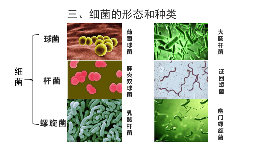 5.14.3神奇的微生物课件(共28张PPT)2023年秋苏教版生物八年级上册