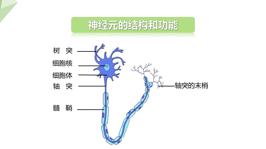 2.4.2 信息的传递   课件 (共15张PPT)2023-2024学年初中生物冀少版七年级下册