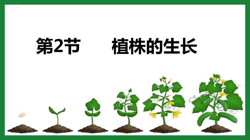 3.2.2 植株的生长课件(共31张PPT+内嵌视频1个)人教版七年级生物上册