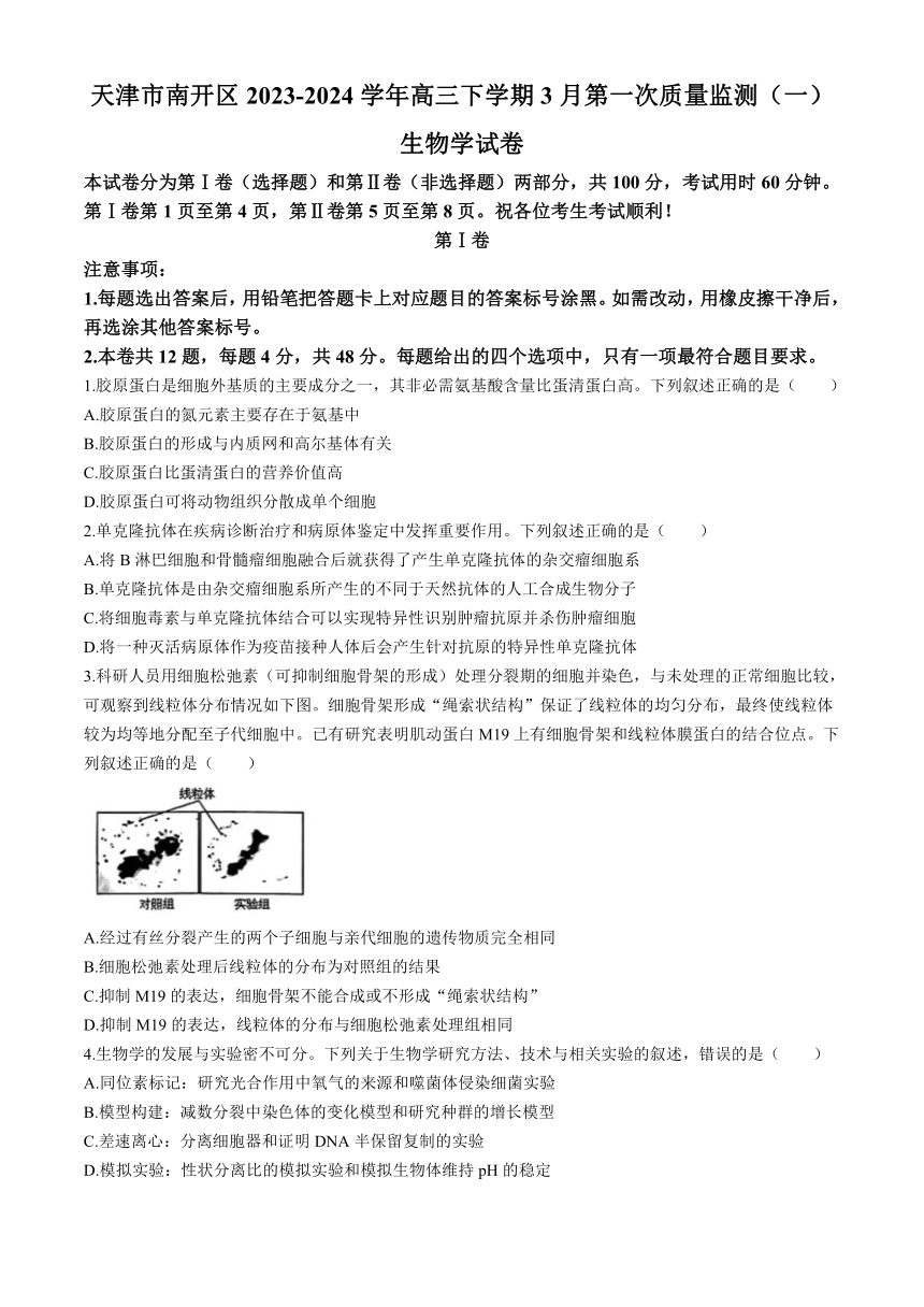 天津市南开区2023-2024学年高三下学期3月第一次质量监测（一）生物学试卷（含答案）