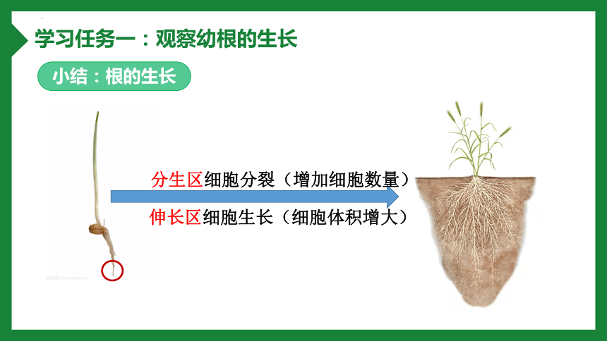 3.2.2 植株的生长课件(共31张PPT+内嵌视频1个)人教版七年级生物上册