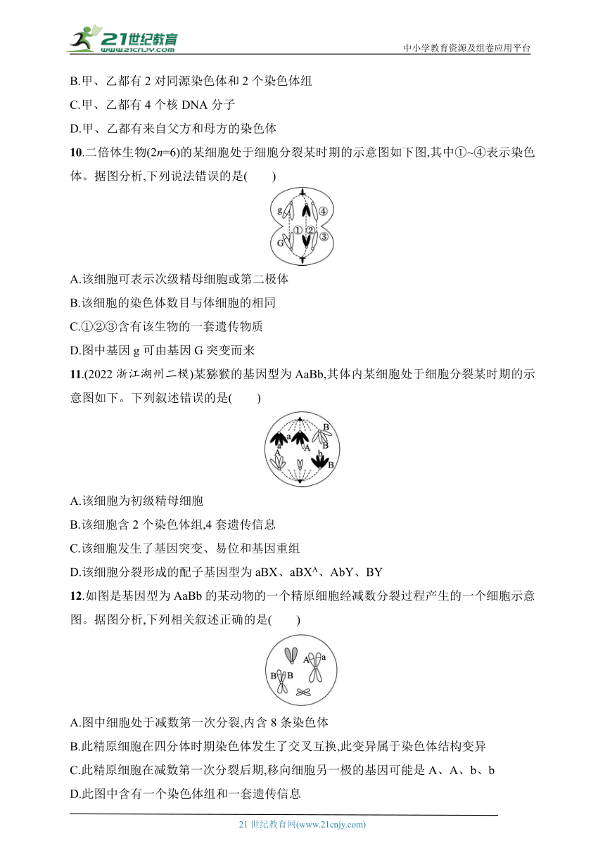 2025浙科版新教材生物学高考第一轮基础练--作业18　减数分裂和受精作用（含解析）