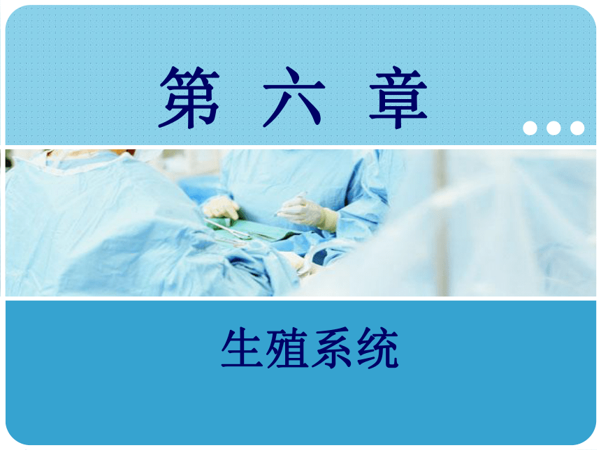 6.1男性生殖系统 课件(共21张PPT)-《解剖学基础》同步教学（江苏大学出版社）