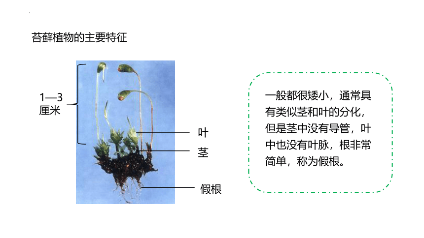 3.1.1藻类、苔藓和蕨类植物课件(共26张PPT)2023--2024学年人教版生物七年级上册