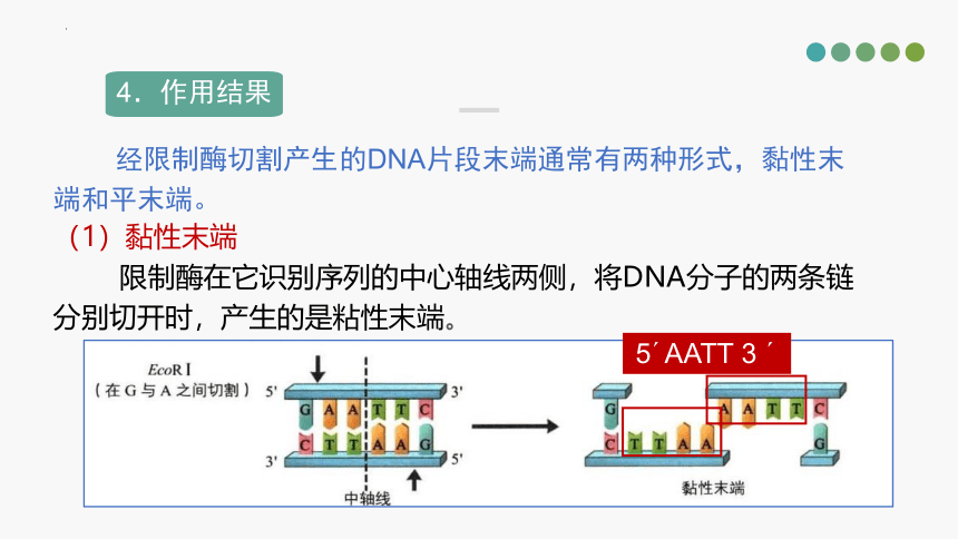 3.1基因工程中限制酶的选择课件（16张）2022-2023学年高二下学期生物人教版选择性必修3