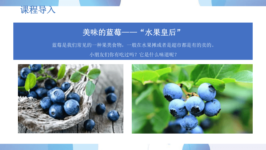 社团课程《美味的蓝莓》小学延时服务(共21张PPT)