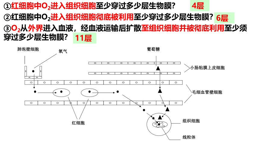 2023-2024学年高二上学期生物人教版选择性必修1 稳态与调节 复习课件（共43张PPT）