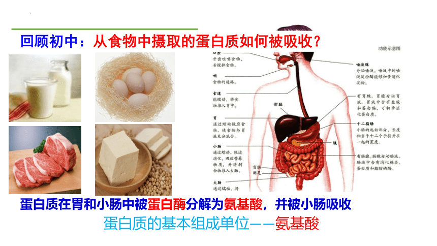 2.4蛋白质是生命活动的主要承担者课件(共51张PPT)2023-2024学年高一上学期生物人教版必修1