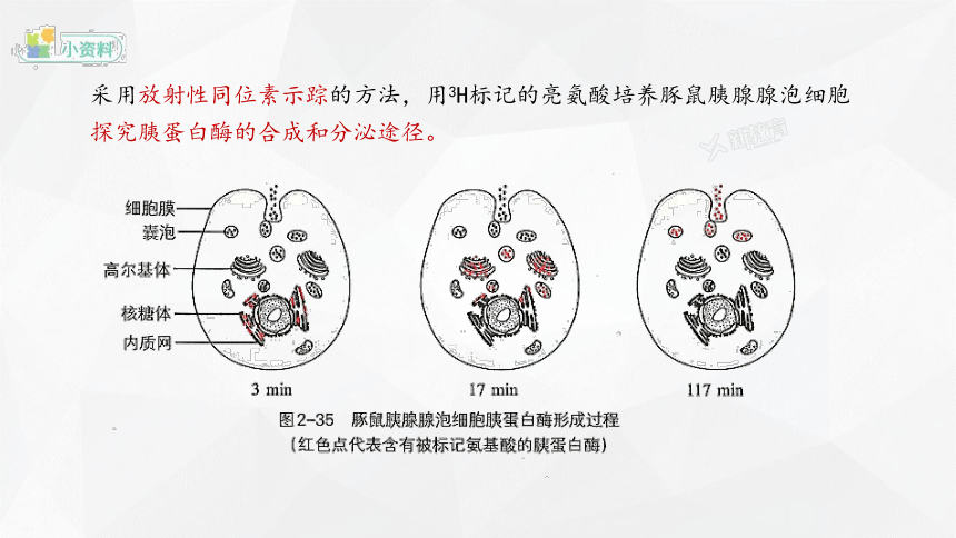 2.5 细胞在结构和功能上是一个统一整体  课件(共21张PPT) 2023-2024学年高一生物 浙教版（2019） 必修一