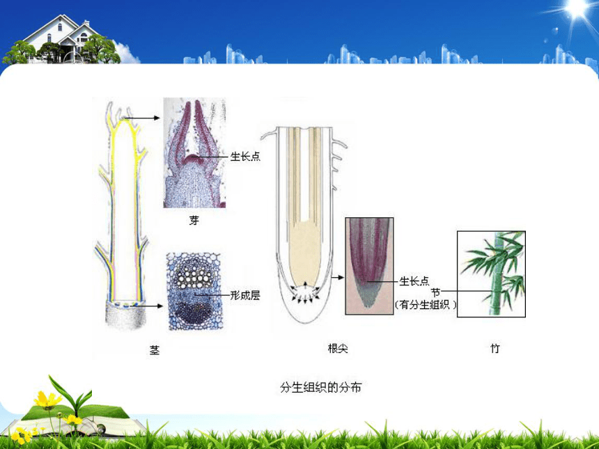 第3节 生物体的结构层次 第2课时（课件 23张ppt）